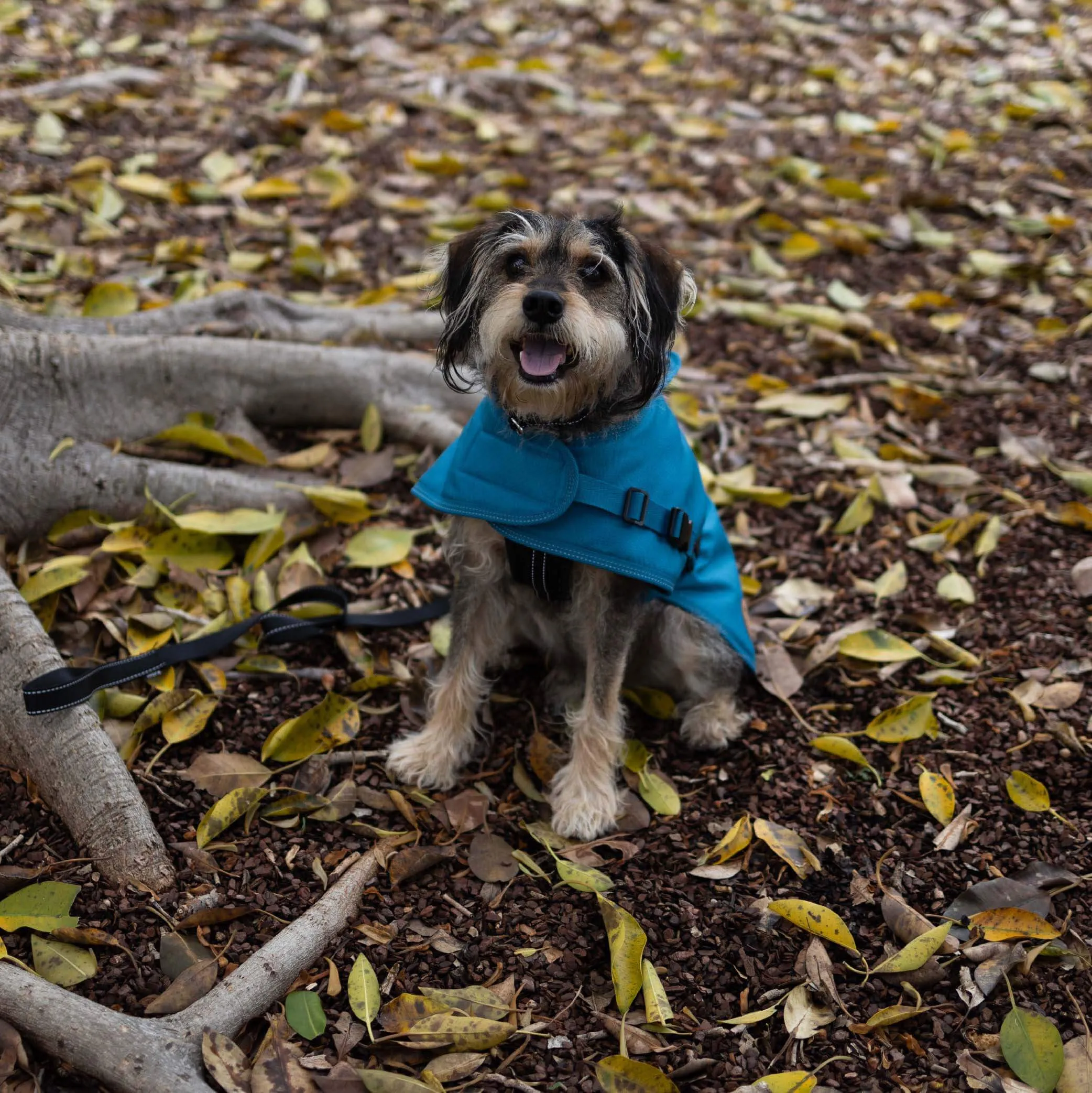 Adventure Dog Coat with Harness Hatch - Blue